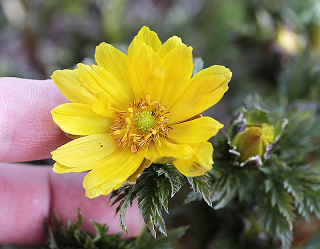 beautiful yellow flowers in the world 